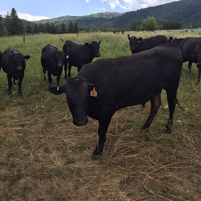 Elite Wagyu Cattle at Jessep-Dean Ranch